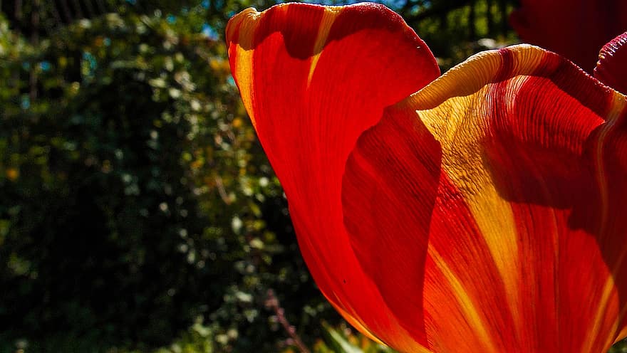 tulipan, blomst, orange, kronblade, flor, blomstre, tæt på, makro, flora, natur, solnedgang