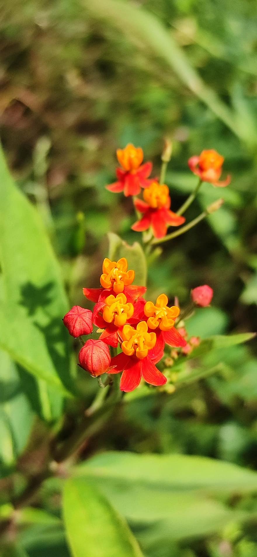 Mexicansk Butterfly Weed, milkweed, blomster, have, natur