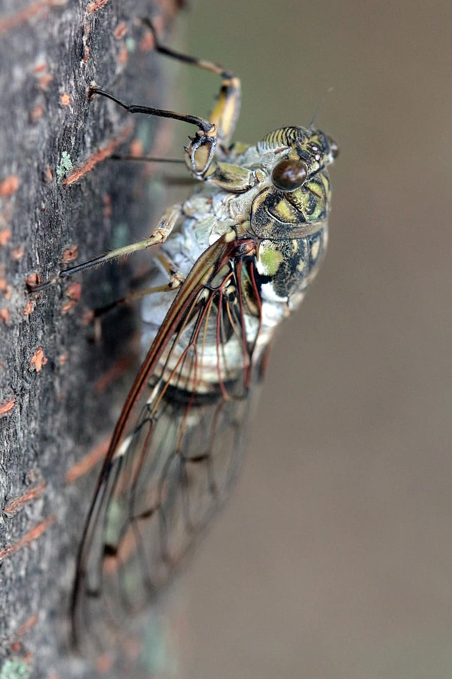 cicada, insect, bug, close-up, macro, animals in the wild, arthropod, invertebrate, animal eye, summer, green color