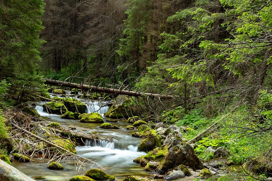 гора, поток, ручей, дървета, течаща вода, пейзаж, природа, река, гори, естествен