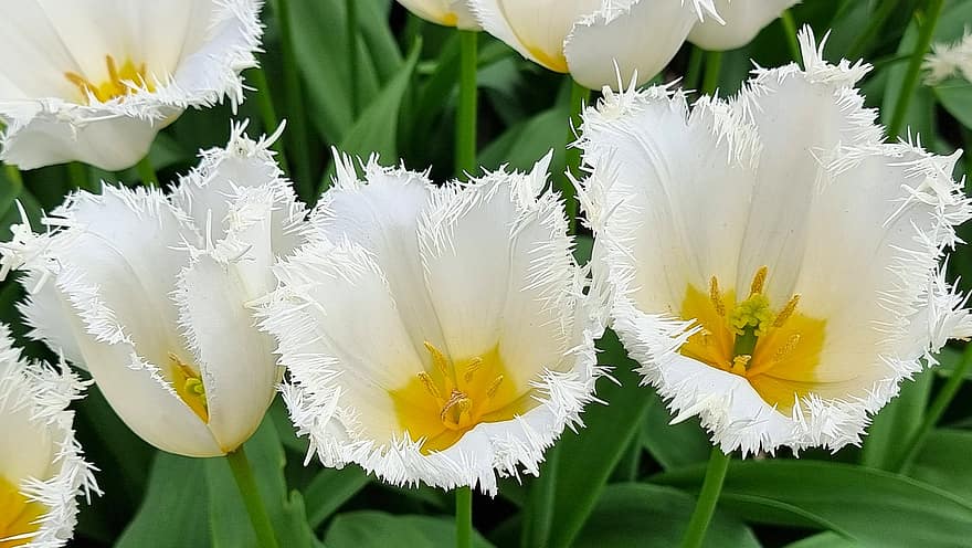 fiori, tulipani sfrangiati, primavera, fioritura, fiorire, botanica, tulipano, petali, pianta bulbosa, Keukenhof