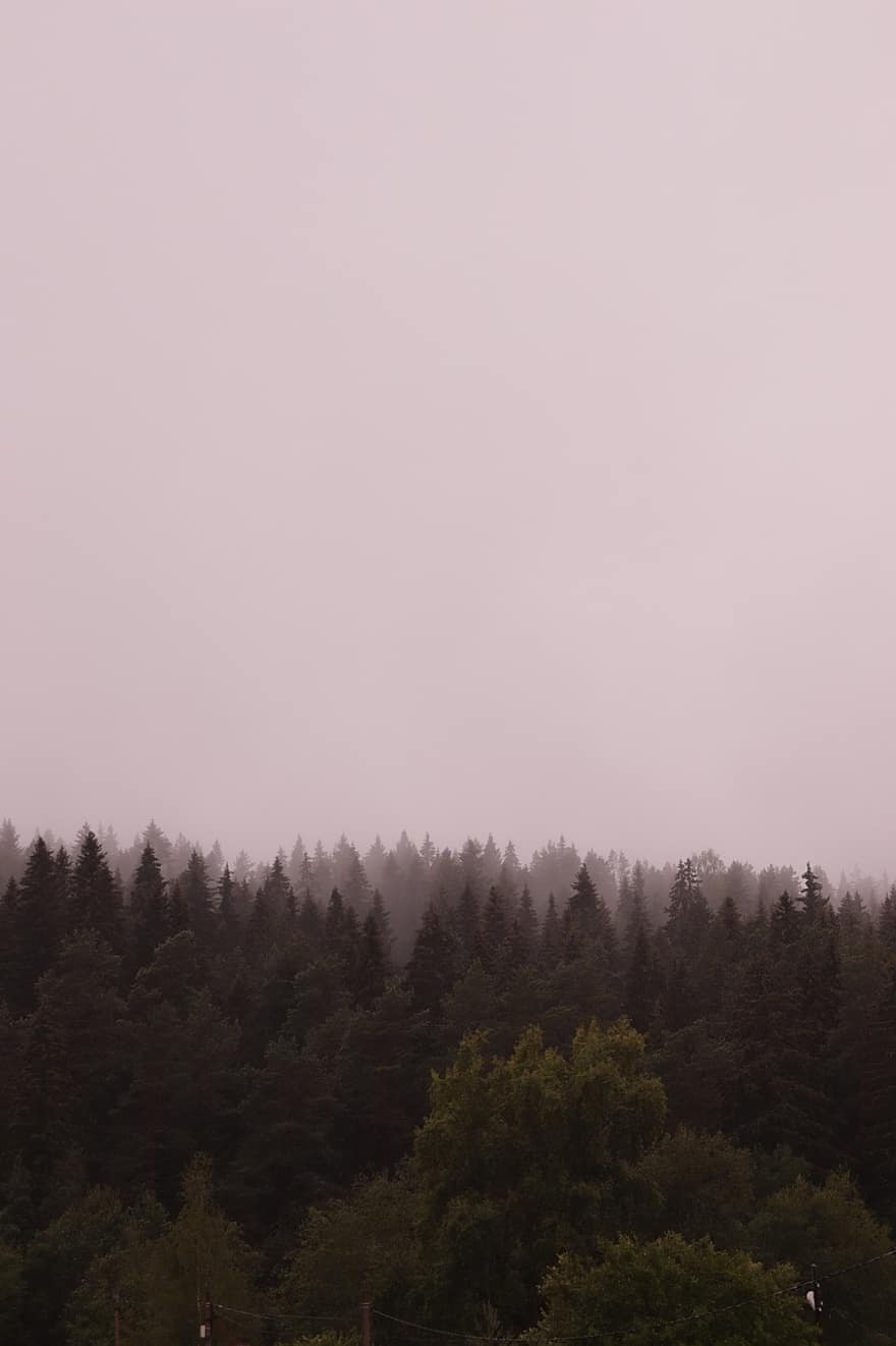 дървета, мъгла, гора, гори, смърч, природа, сутрин, есен