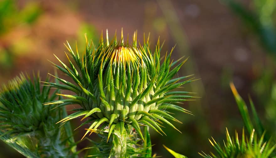 Nature, Plants, Green, Prickly, Thistle, Bud, Sharp