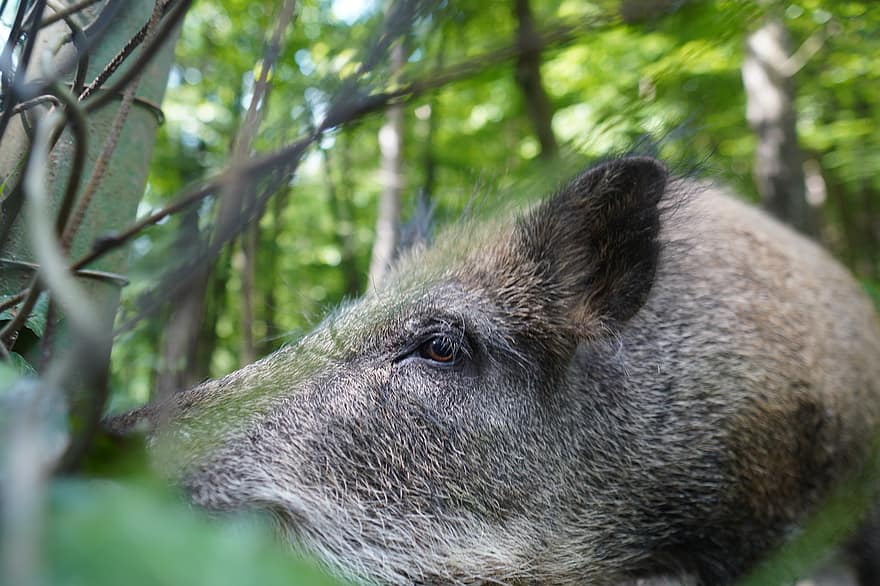 Wild Boar, Nature, Pig, Sows, Animal, The Zoo, Forest, Wild, The Bristles, The Wild Boar, Mammals