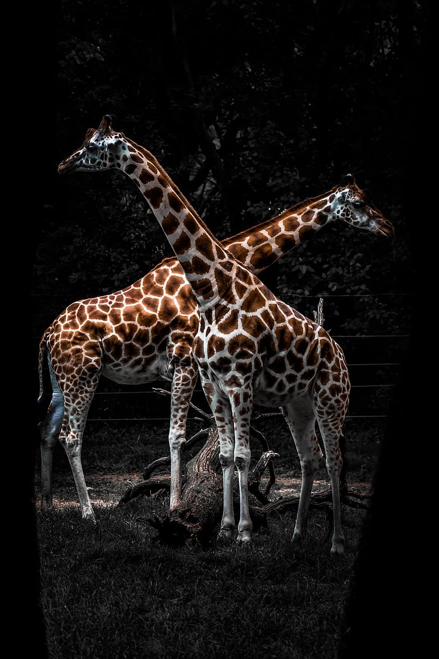 giraffer, dyr, safari, dyreliv, pattedyr, villdyr, dyrehage, fauna, villmark, natur