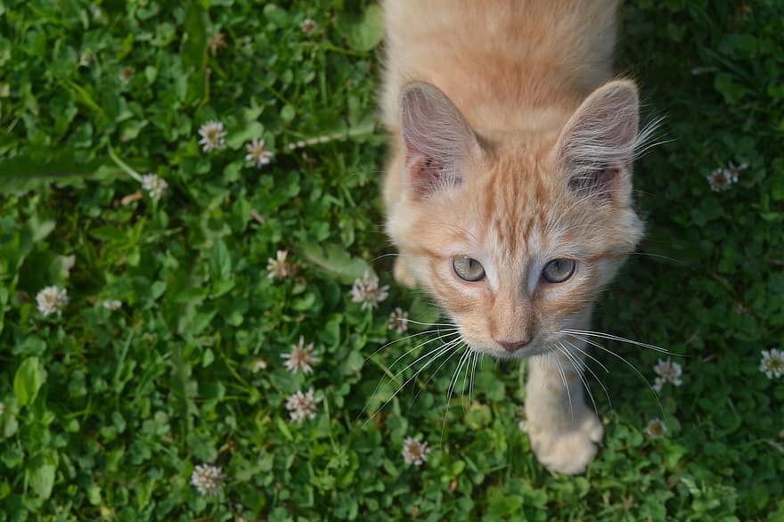 kattunge, katt, pus, feline, innenlands, oransje katt, kattens øyne, nysgjerrig katt, gress