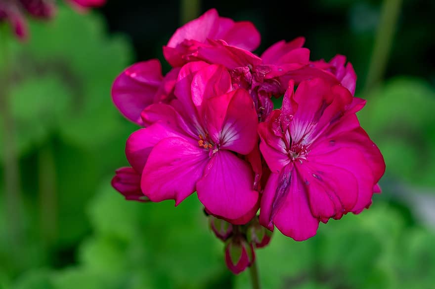 Geranium, Flowers, Pink Flowers, Nature, Garden, Plants, close-up, flower, plant, summer, petal