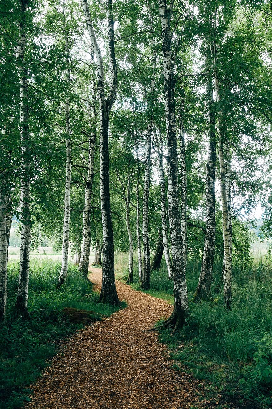 leśna ścieżka, brzozowy, wędrówki, las, z dala, Natura, szlak, drzewa, brzozowy las, ścieżka, Zielony