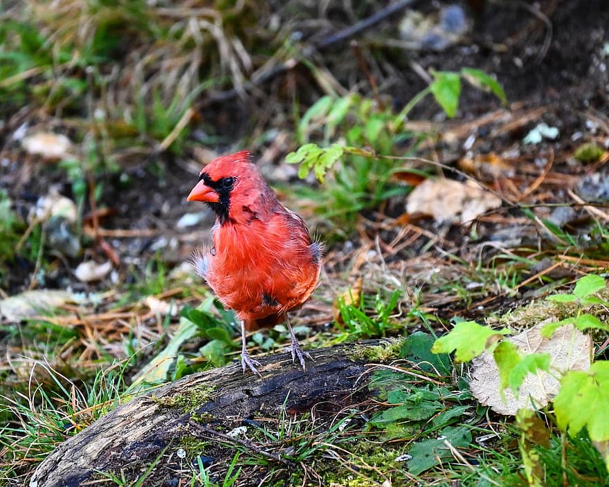 kardynał, ptak, przysiadł, zwierzę, pióra, czerwony ptak, upierzenie, dziób, rachunek, obserwowanie ptaków, ornitologia