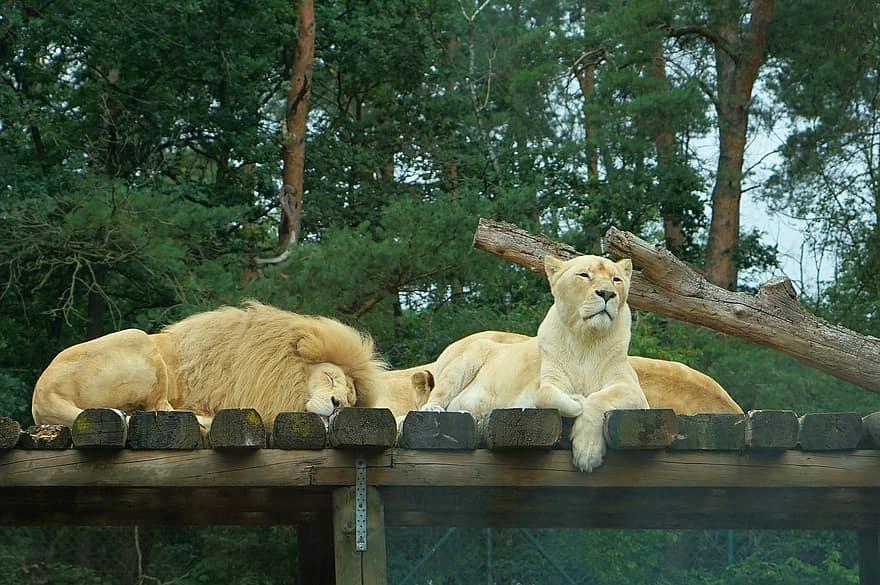 Lion, Lioness, Predator, Cat, Sleep, Tired, Safari, Fur, Mammal, Zoo, Nature