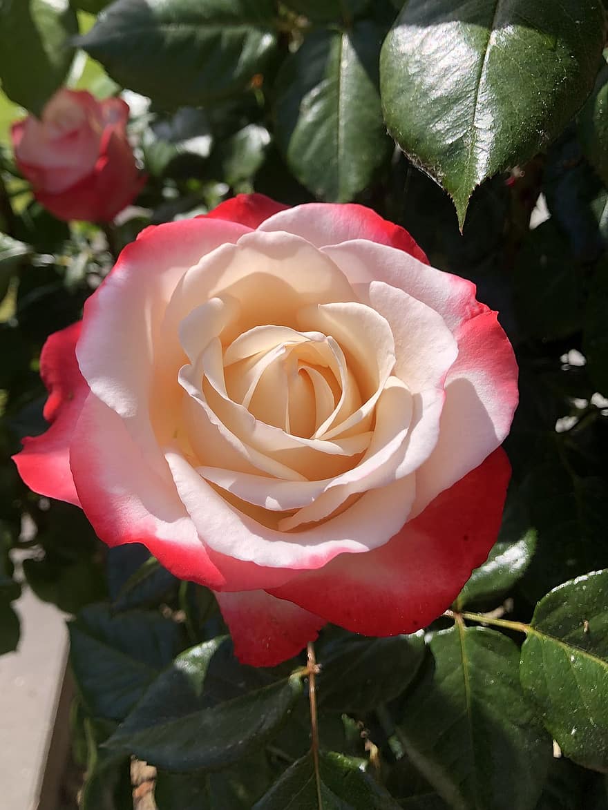 Rosa, flor, planta, pétalos, Rosa rosada, floración, flora, naturaleza, jardín, de cerca, belleza