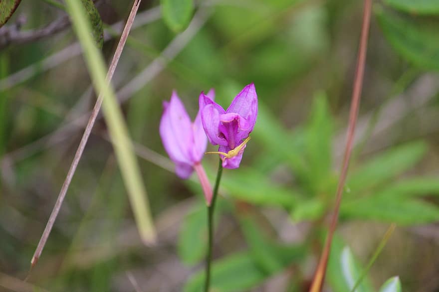 Tuberous Grass Pink, Orchid, Flower, Plant, Purple Flower, Petals, Bloom, Wildflower, Nature