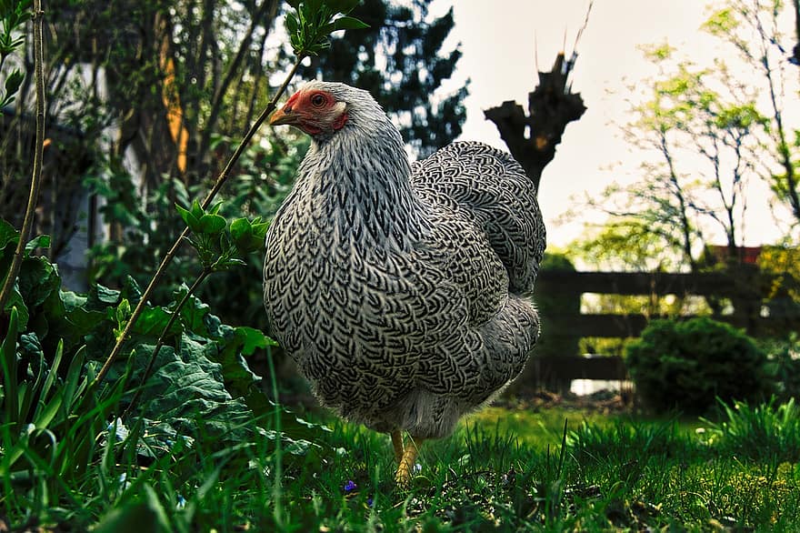 пиле, градина, -обхват Пиле, домашни птици, природа, животно, кокошка, ограда, ферма, перце, клюн