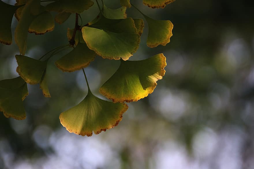Ginkgo biloba, hojas de ginkgo, árbol de maidenhair, naturaleza, otoño, hoja, árbol, planta, amarillo, de cerca, antecedentes
