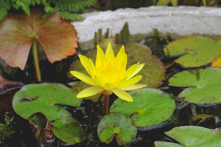 lilly, gul, Sri Lanka, blomma, natur, växt, trädgård, damm, vatten, mönster, färgrik