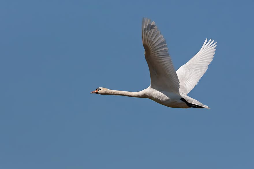 pájaro, cisne, volar, cisne volador, alas, untado, pájaro blanco, aves acuáticas, vuelo, AVE acuática, Cra