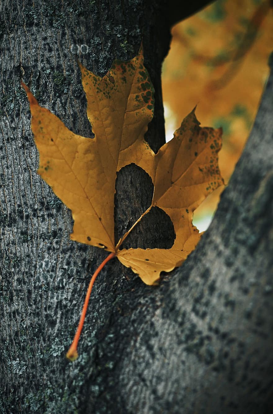 листо, есен, сърце, природа, падане