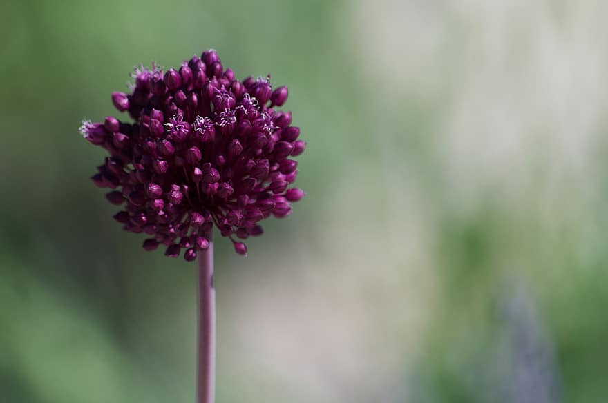 Rounded Headed Leek, Flower, Plant, Allium Sphaerocephalon, Boiss, Purple Flower, Buds, Bloom, Spring, Nature