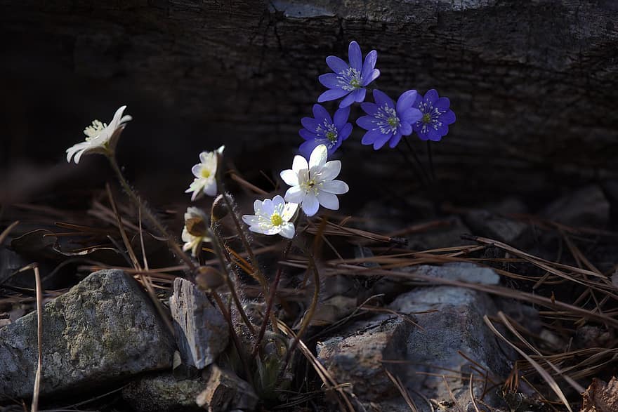 Sininen Hepatica, kukat, kasvi, sinisiä kukkia, terälehdet, kukinta, Luonnonkasvit, kevät, luonto, kiviä