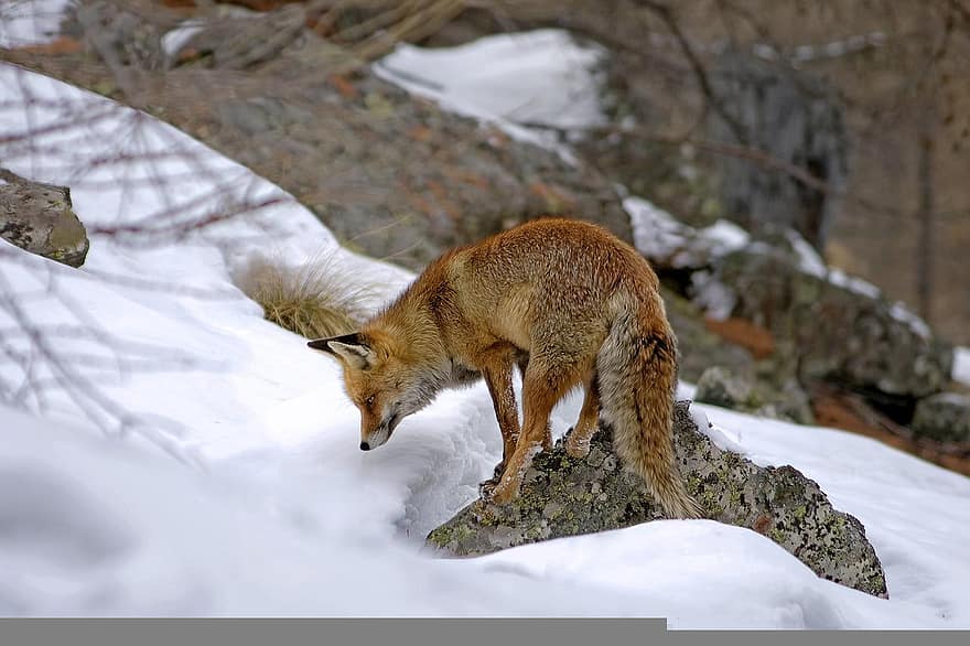 rode vos, zoogdier, roofdier, vleesetend, dier, wild, sluw, jacht-, sneeuw, berg-, dieren in het wild