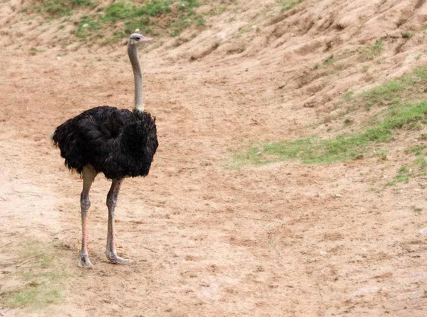 avestruz, pássaro, penas, plumagem, África, pena, grama, bico, Fazenda, animais em estado selvagem, emu