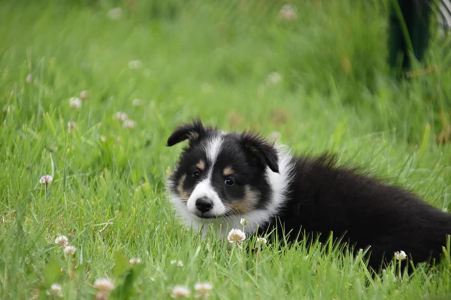犬、子犬、犬の飼い主シェトランド諸島、犬の純血種、子犬シェットランド・シープドッグ、三色、可愛らしい、可愛い、シェルティー
