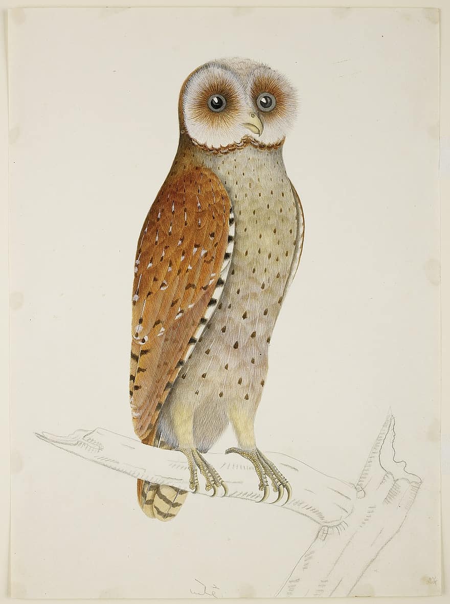 Phodilus Badius, Bay Owl, ritning, målning, biologi, djur-, fågel
