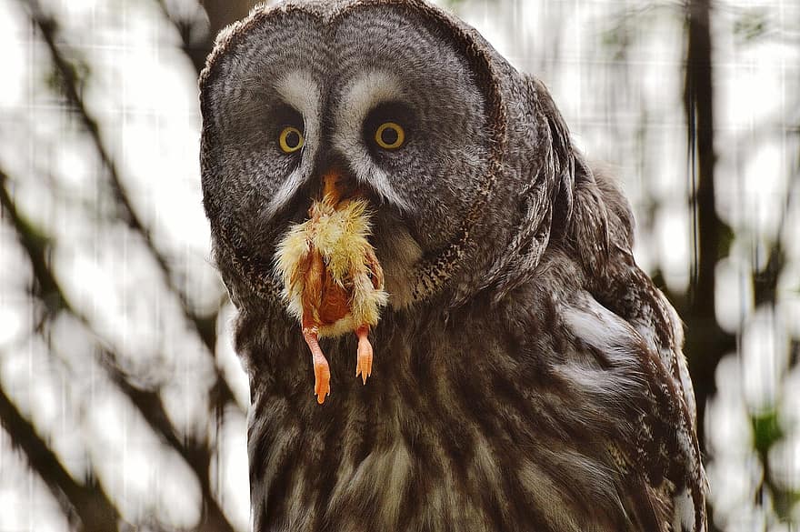 bour owl, bufniţă, sălbatic poing, pradă, pui, mânca, pasăre, natură, păsări de curte