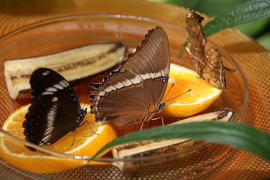 fjärilar, insekter, vingade insekter, fjäril vingar, fauna, natur