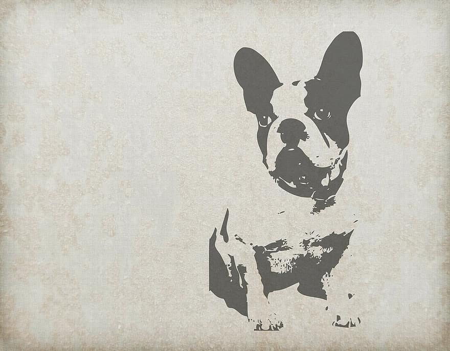 pies, Buldog francuski, zwierzę, zabytkowe, retro, stary, tło, bielizna, tekstura, materiał, sztuka