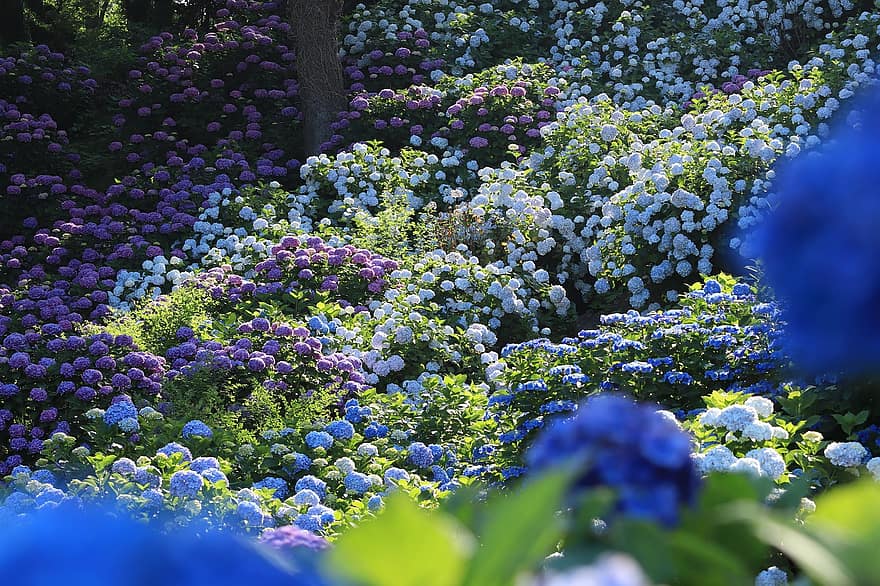 flori, hortensie, peisaj, Japonia, a inflori, parc, grădină, inflori, botanică, floare, vară