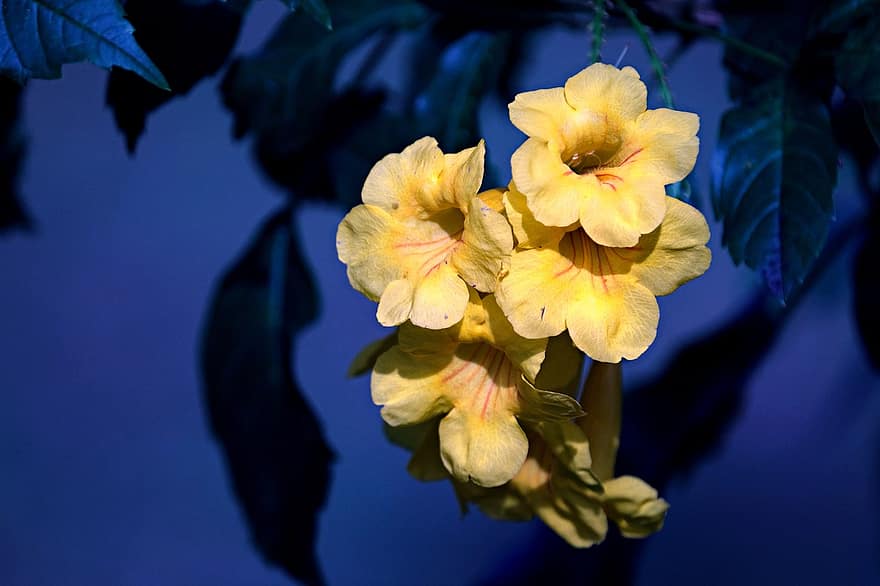 tecoma stans、フラワーズ、黄色い花、花びら、黄色の花びら、咲く、花、フローラ、植物