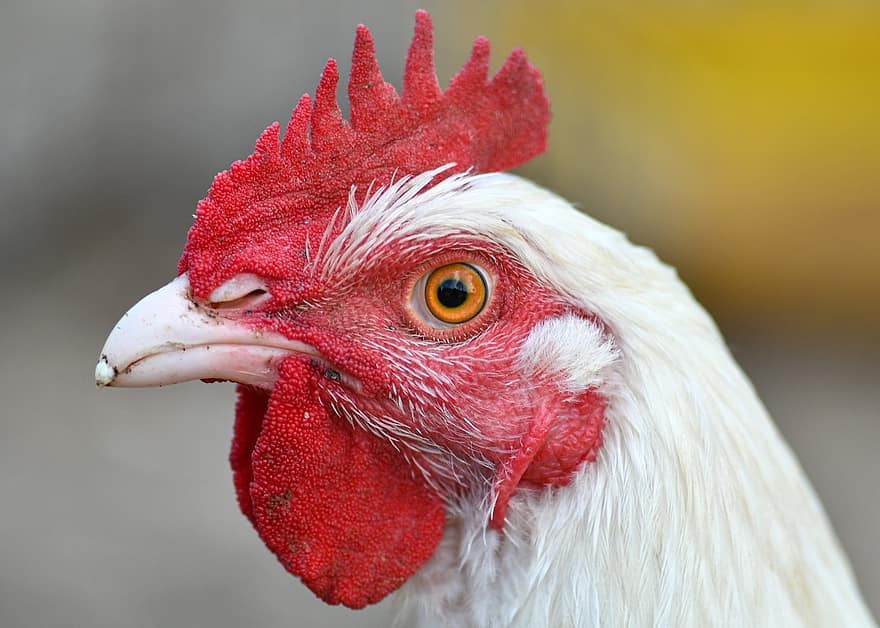 Hen, Chicken, Poultry, Gallinaceous, Cockscomb, Animal, White Chicken, Chicken's Head, Bird
