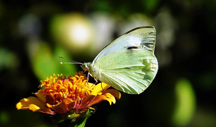 bestuiving, vlinder, bloem, insect, bestuiver, kool wit, kool vlinder, klein koolwit, witte vlinder, zinnia, bloeiende plant