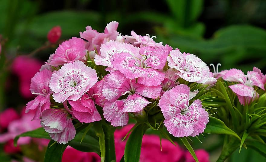 gożdziki, pinkki, kukat, vaaleanpunaiset kukat, terälehdet, vaaleanpunaiset terälehdet, kukinta, kukka, kasvisto, Kukkien, puutarhanhoito