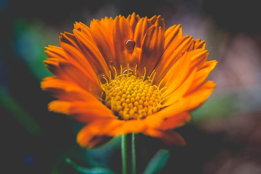 Ringelblume, Blume, Tau, Tautropfen, Tröpfchen, nass, orangene Blume, Flora, blühen, Garten, Natur