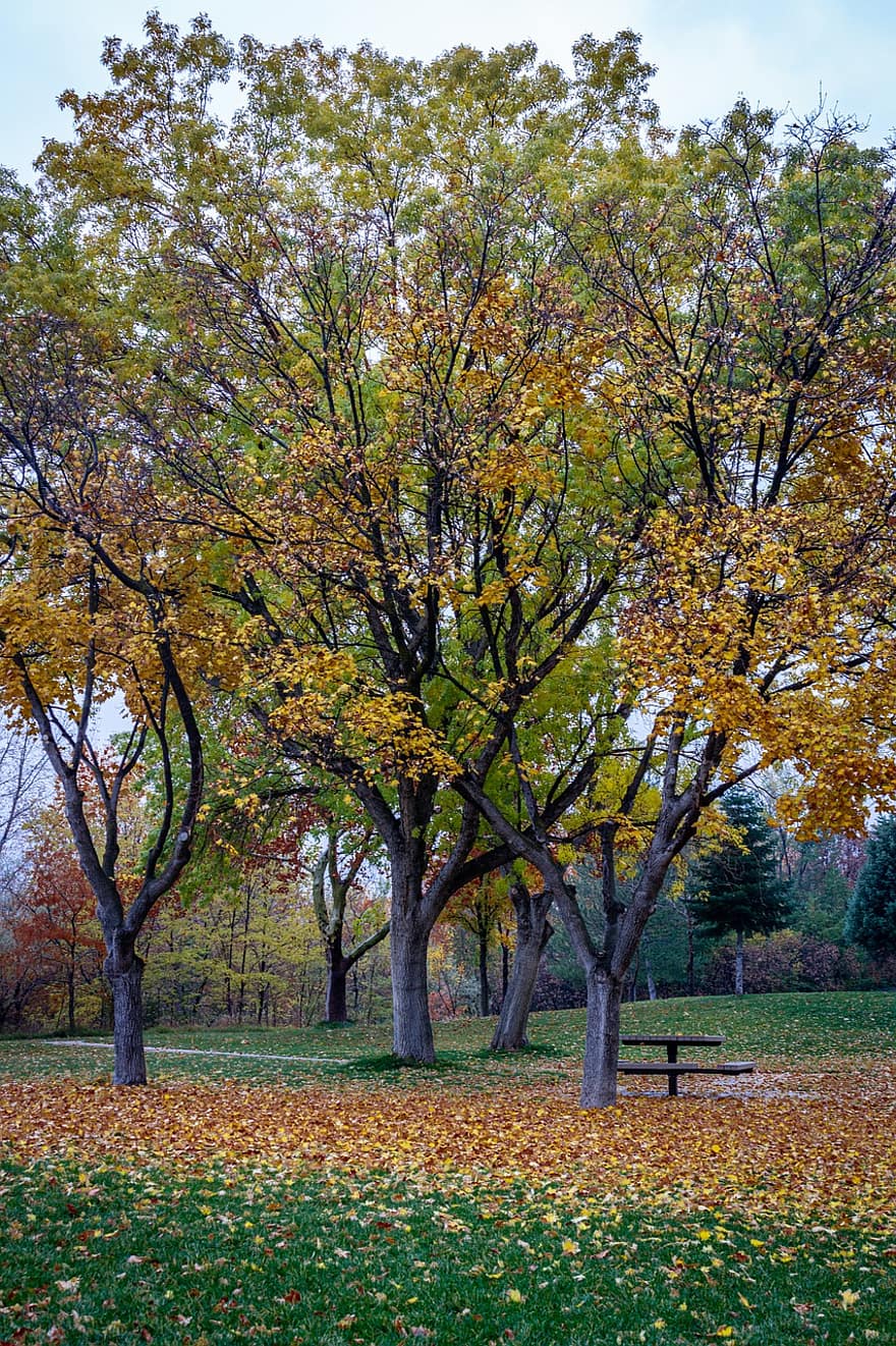 otoño, parque, arboles, clima, ambiente, follaje, paisaje, naturaleza