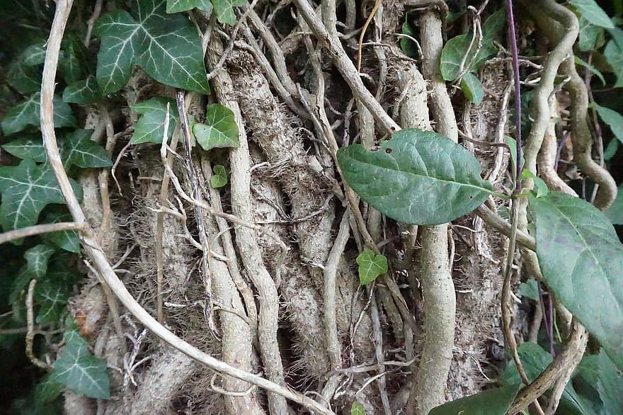 Tree, Roots, Botany, Growth, Nature, Forest, Leaves, Plant, Ivy