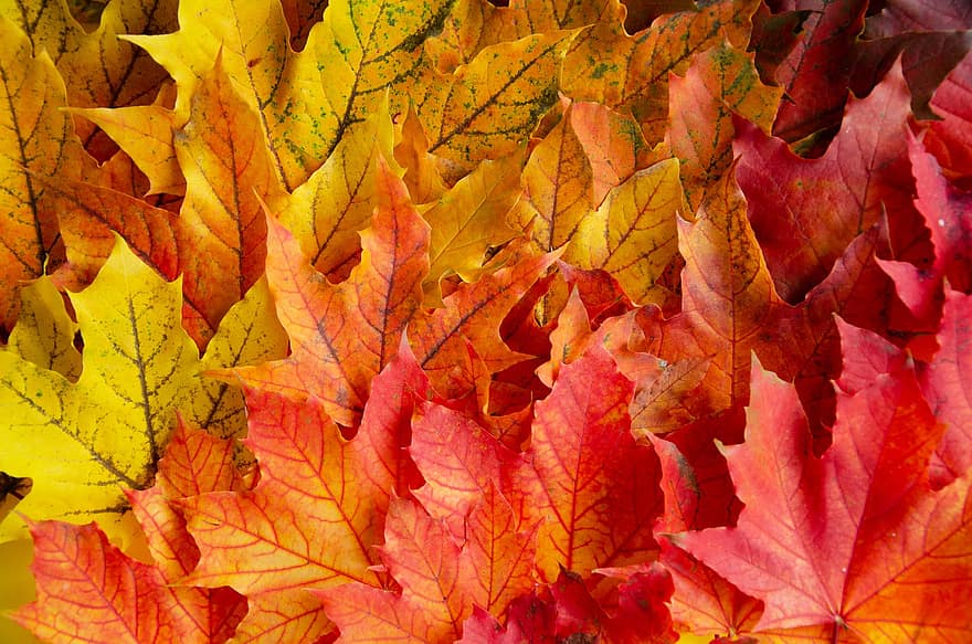 листа, шума, клен, есен, кленов листа, падане, текстура, цветен, природа, Есенна концепция, есенна листа