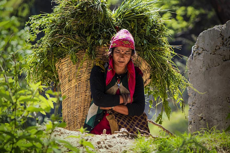 жена, овластяване, ферма, природа, село, Himalaya, Индия, Дами, един човек, хора, възрастен