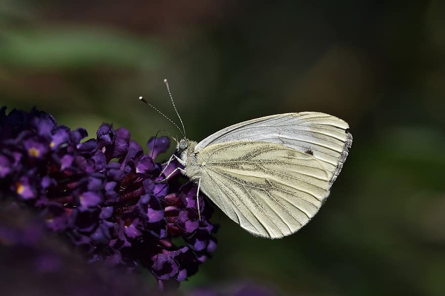 grøn-venet hvid sommerfugl, sommerfugl, blomst, insekt, vinger, plante, tæt på, makro, multi farvet, sommer, dyrefløj
