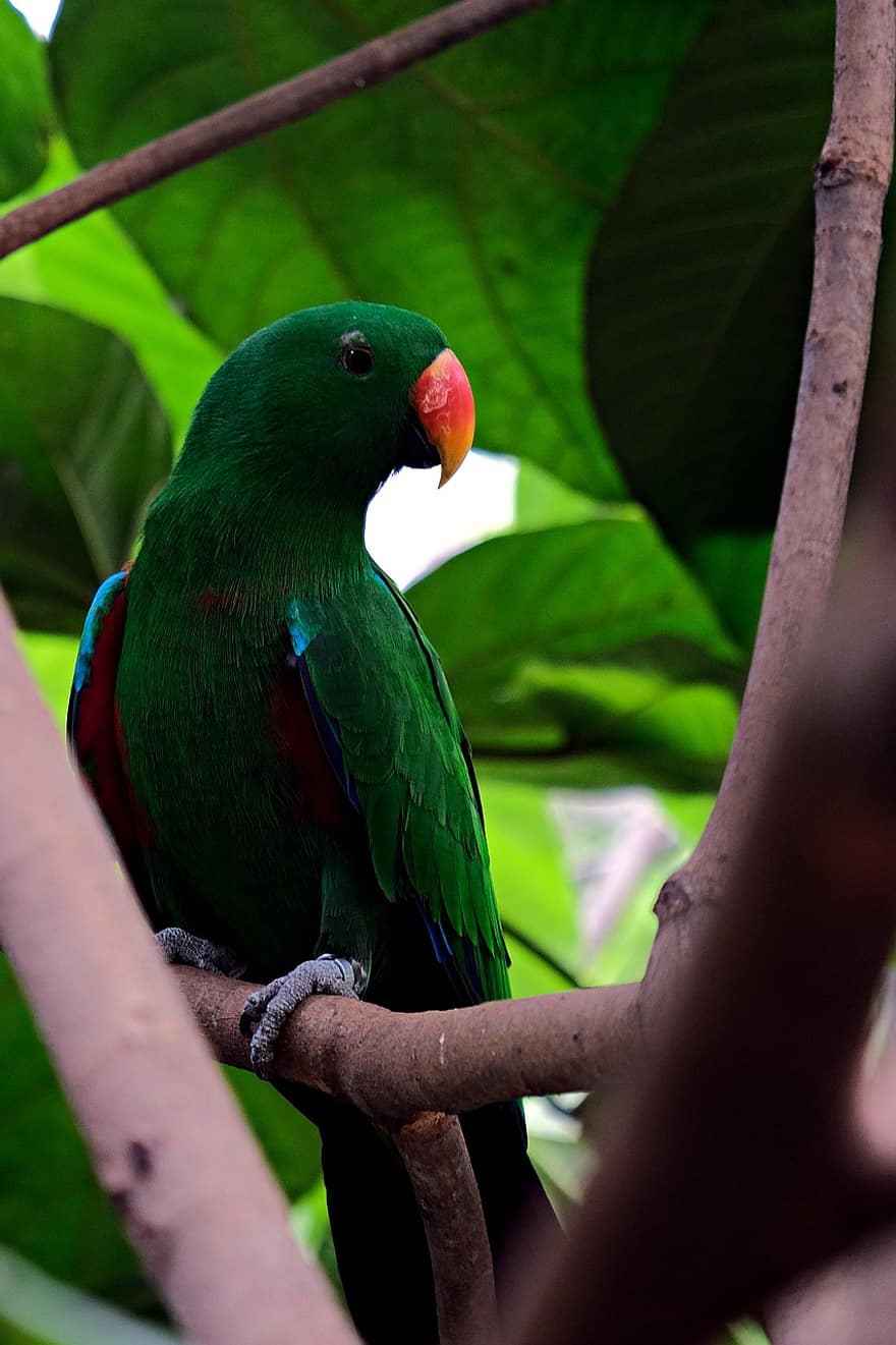 papagailis, eclectus papagailis, zaļš papagailis, fauna, putns, knābis, spalvu, daudzkrāsains, filiāle, tropu klimats, dzīvniekiem savvaļā