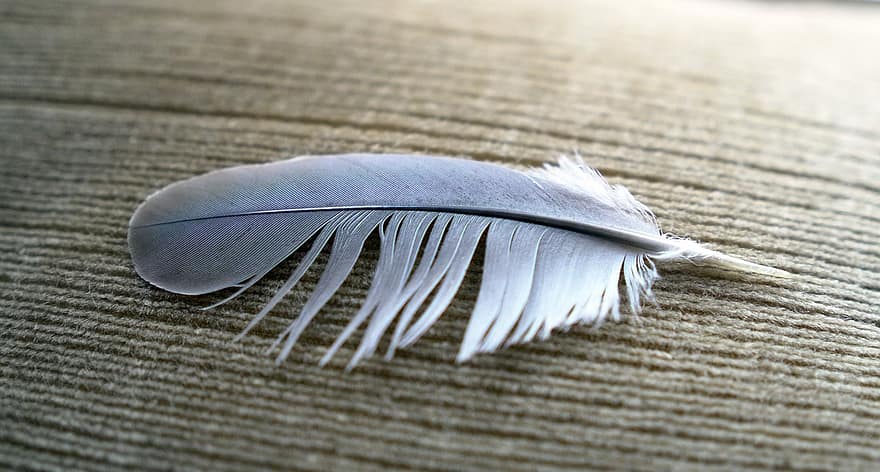 Feather, Wing, Bird, Nature, dom, Fly, Wings, Dove, Wild, Peace, Isolated