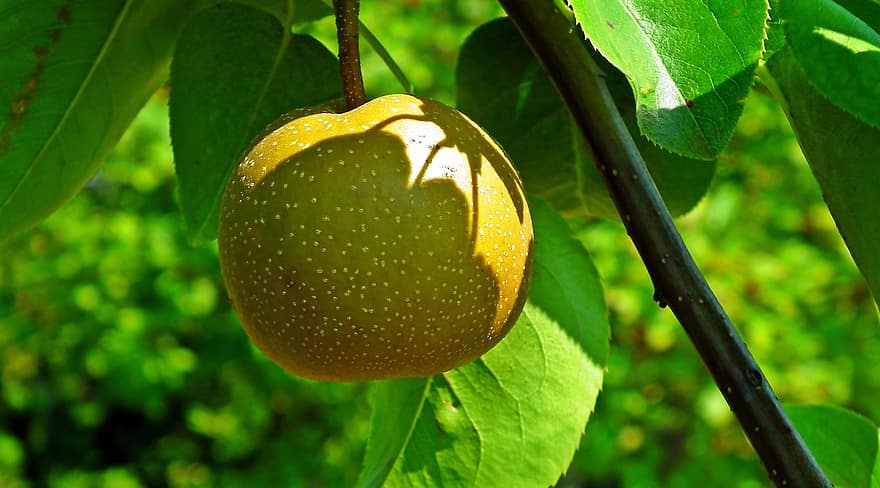 päron, träd, frukt, lövverk, vitaminer, natur, hälsa, mat, naturlig