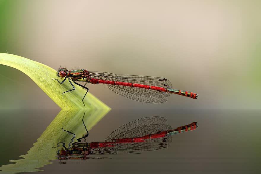 Dragonfly, Adonis Dragonfly, Insect, Wing, Nature, Biotope, Flight Insect