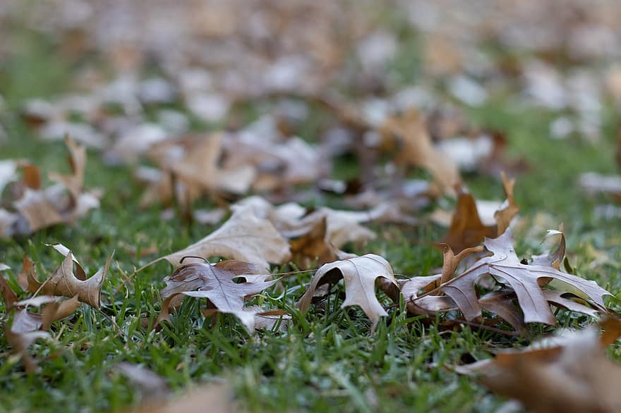 lapas, zaļa, rudenī, kritums, sezonas, zāli, raksturs