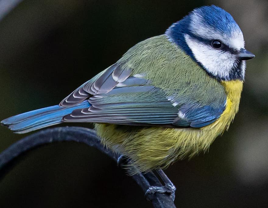 oiseau, mésange bleue, mésange, plumage, plumes, oiseau de jardin, butiner, perché, jardin, aviaire, ornithologie