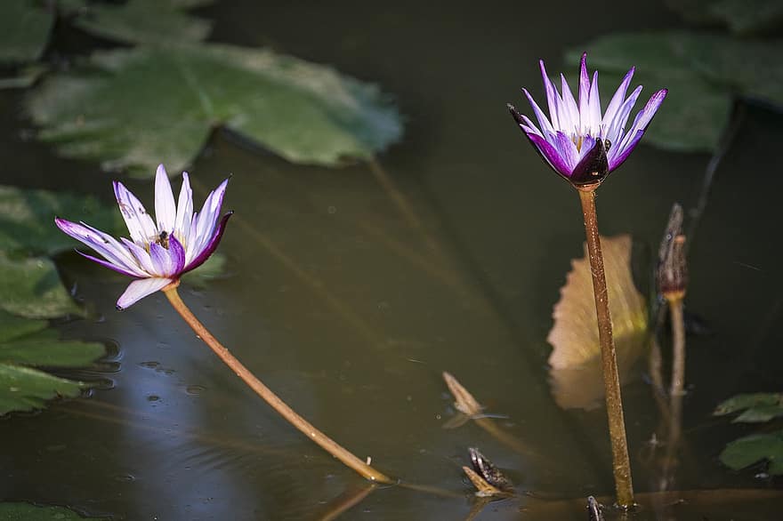 Water Lilies, Pond, Lily Pads, Flowers, Bloom, Blossom, Flora, Aquatic Plants, Nature, Background, Lotus Flowers