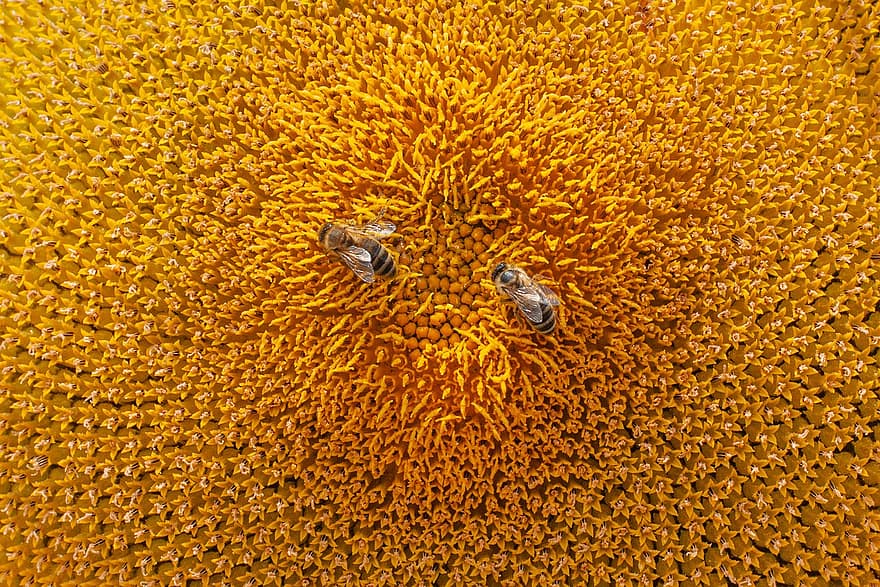 wallpaper hd, wallpaper alam, lebah, serangga, serbuk sari, musim panas, kuning, bunga matahari, makro, wallpaper, madu