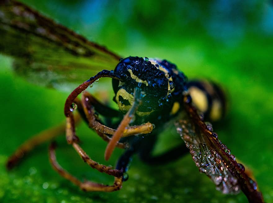 Stinger, verde, miele, calabrone, selvaggio, vicino, vespa, volare, animale, insetto, ritratto